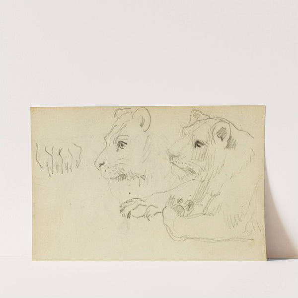 Studies of the head and forelegs of a lioness by Théodore Géricault
