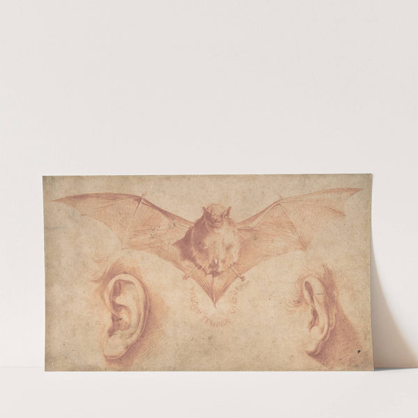 Studies of Two Ears and of a Bat. (1591-1652) by Jusepe de Ribera