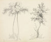 Studies of Upas and Maple Trees
