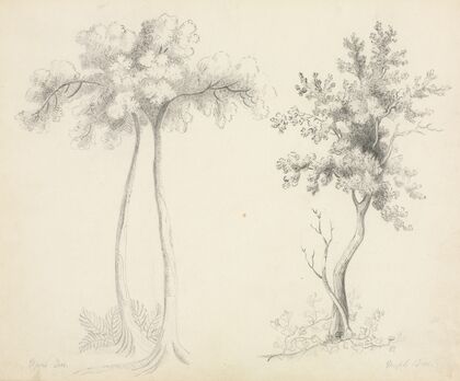 Studies of Upas and Maple Trees