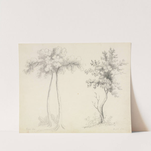 Studies of Upas and Maple Trees by Mary Altha Nims
