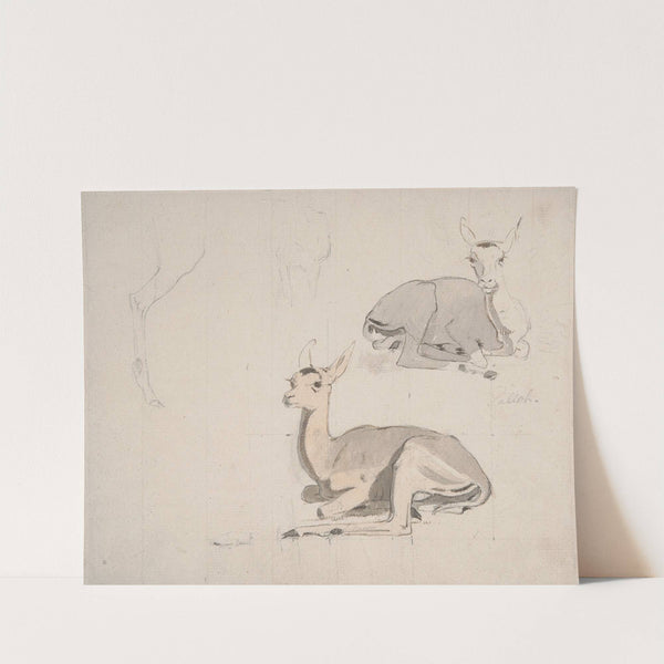 Studies of Young Pallah Deer Resting by Samuel Daniell