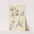 Studies van bloemen waaronder een iris (1677 - 1755) by Elias van Nijmegen