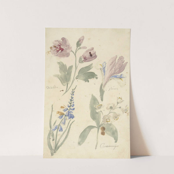 Studies van bloemen waaronder een iris (1677 - 1755) by Elias van Nijmegen