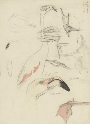 Studies van een flamingo