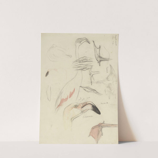 Studies van een flamingo by Theo van Hoytema