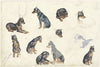 Studies van een hond