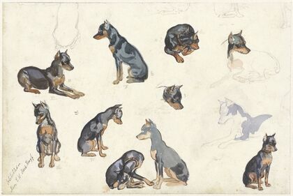 Studies van een hond