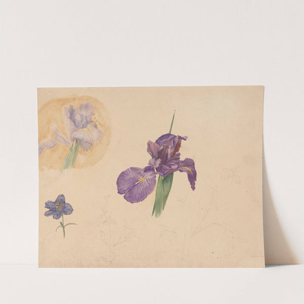 Studies van een iris en ridderspoor by Willem van Konijnenburg
