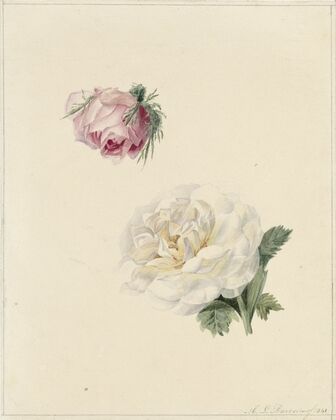Studies van een roze en een witte roos