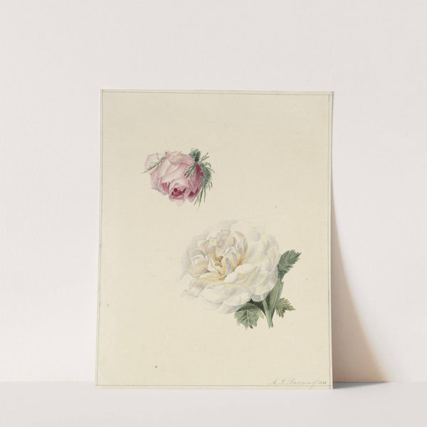 Studies van een roze en een witte roos by Marie Louise Praetorius