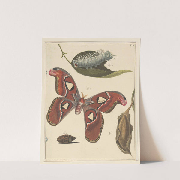 Studies van een rups, een vlinder en een pop by Alexander Ver Huell