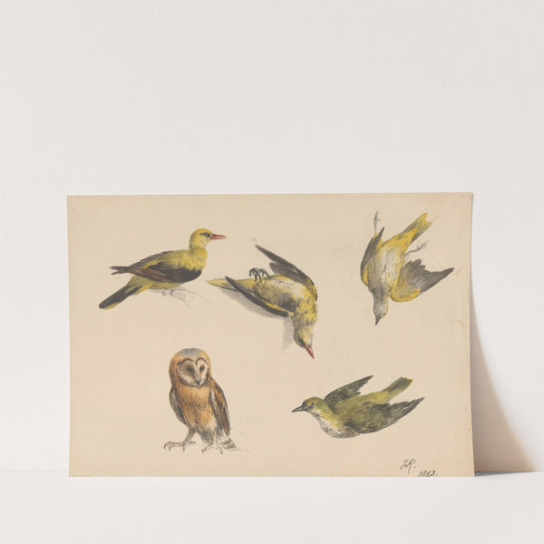 Studies van een uil en twee wielewalen by Henriëtte Ronner-Knip