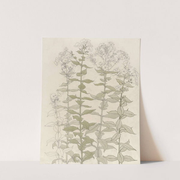 Studies van flox (1887) by Julie de Graag