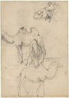 Studies van kamelen