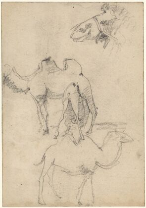 Studies van kamelen