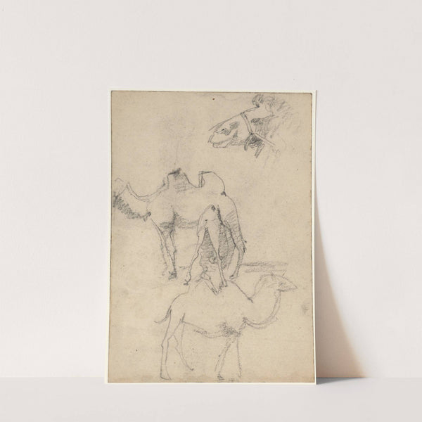 Studies van kamelen by Theo Nieuwenhuis