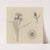 Studies van korenbloemen by Julie de Graag
