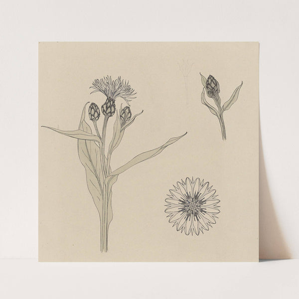 Studies van korenbloemen by Julie de Graag