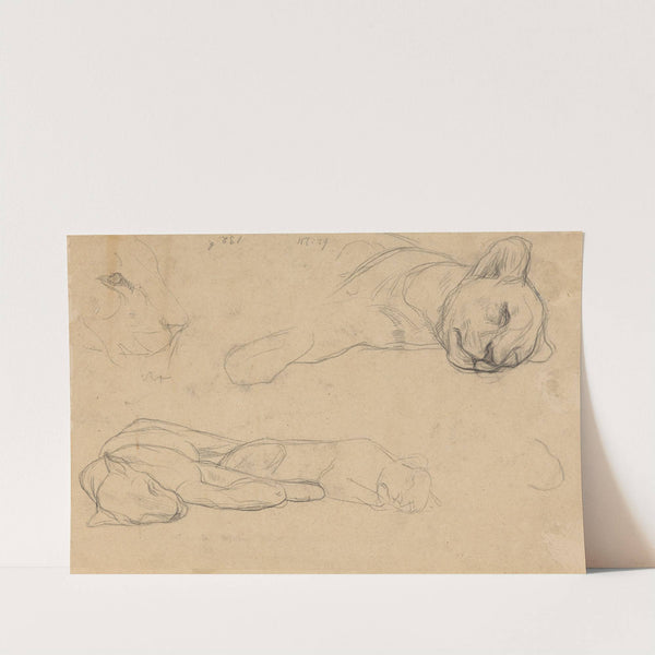 Studies van leeuwen (c. 1880 - c. 1885) by Jan Veth