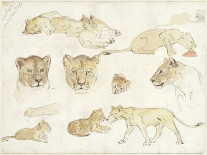 Studies van leeuwen