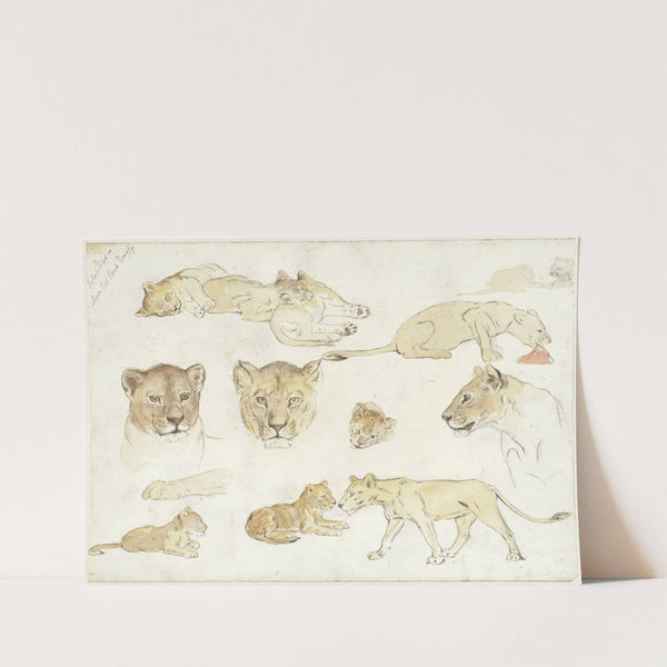 Studies van leeuwen by Anna Maria Kruijff