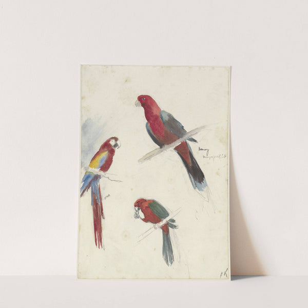 Studies van papegaaien by Anna Maria Kruijff