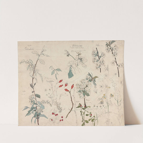 Studies van planten by Theo Nieuwenhuis