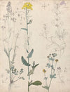Studies van planten
