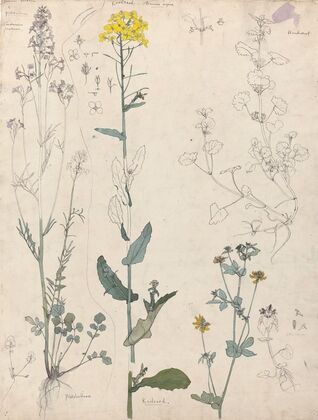 Studies van planten