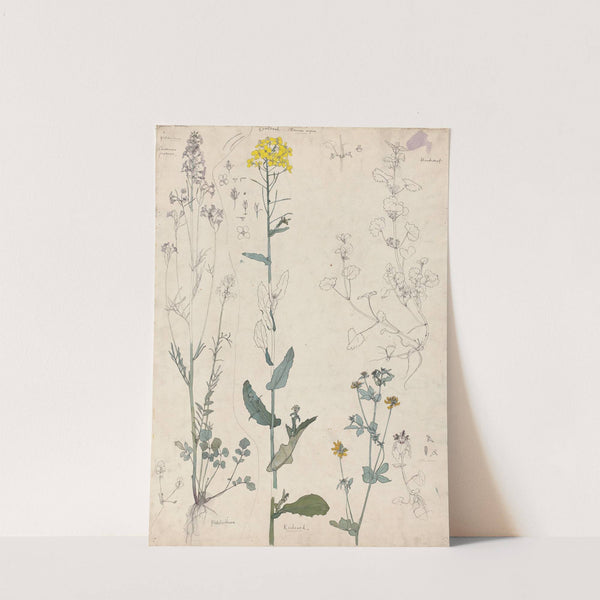 Studies van planten by Theo Nieuwenhuis