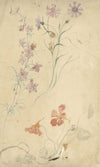 Studies van ridderspoor, anjer en Oostindische kers (1677 - 1755)