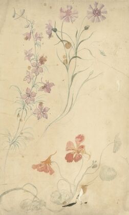 Studies van ridderspoor, anjer en Oostindische kers (1677 - 1755)