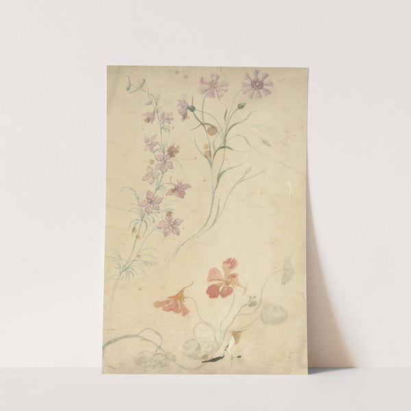 Studies van ridderspoor, anjer en Oostindische kers (1677 - 1755) by Elias van Nijmegen