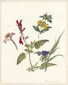 Studies van veldbloemen