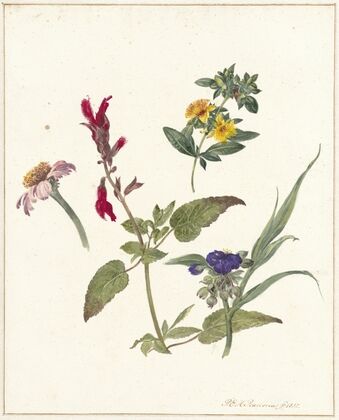Studies van veldbloemen