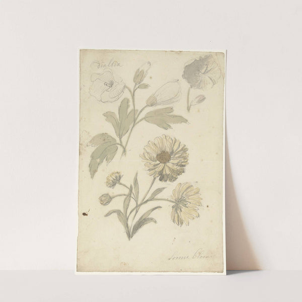 Studies van zonnebloemen en dialtia by Elias van Nijmegen