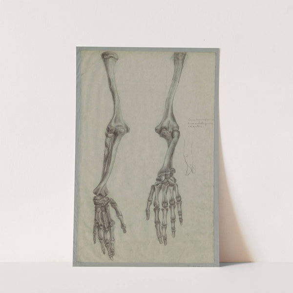 Studium szkieletu rąk, rysunek szkolny (1858 - 1876) by Ignacy Jasiński