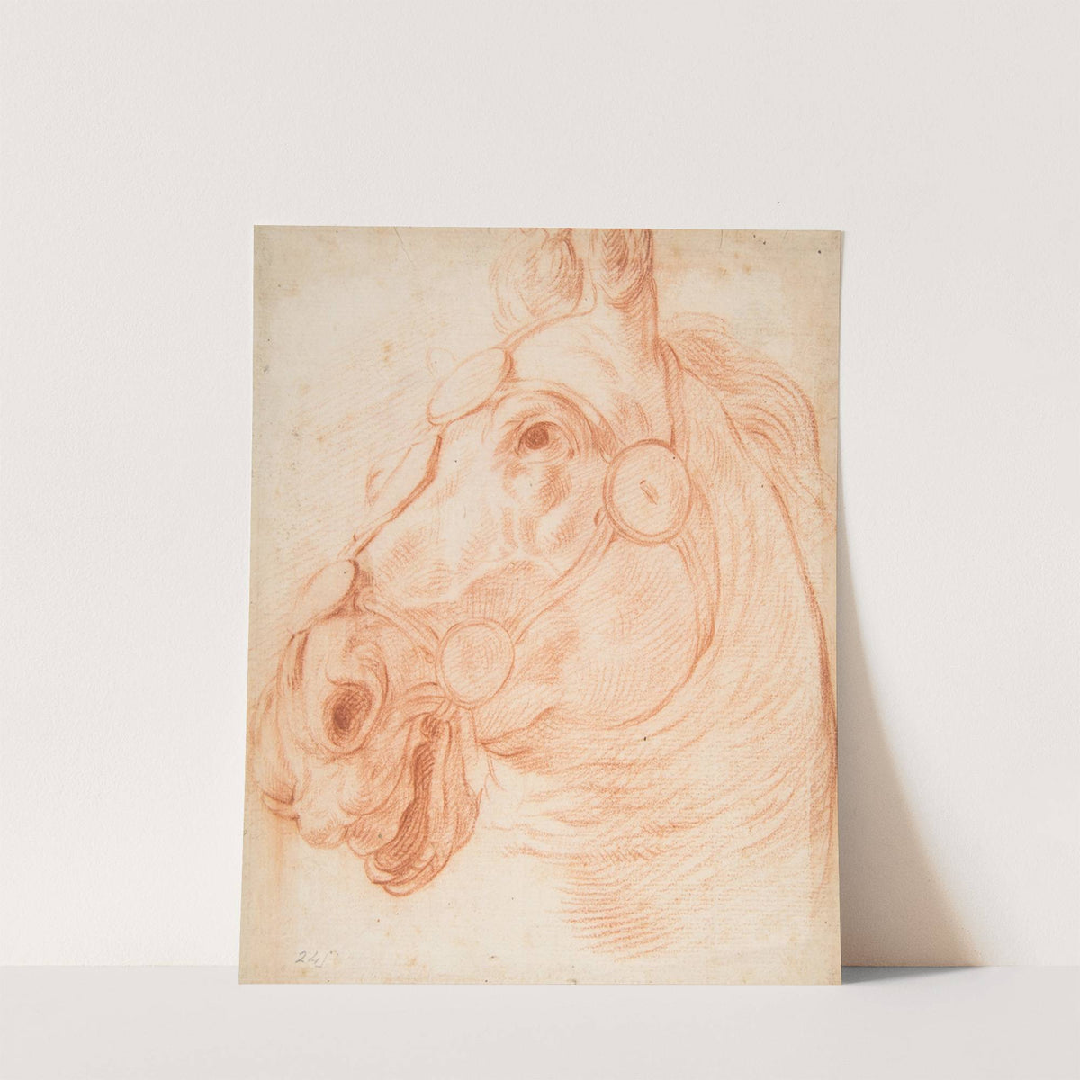 Study for a Horse's Head by Circle of Baldassarre Franceschini