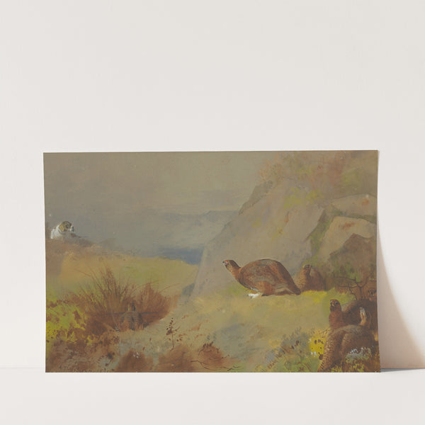 Study for Grouse on the Moor by Archibald Thorburn