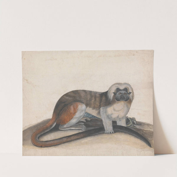 Study for 'The Pinche or Red Tailed Monkey' by Thomas Bewick