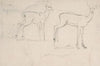 Study for Two Standing Pallah Deer