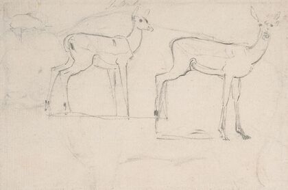 Study for Two Standing Pallah Deer