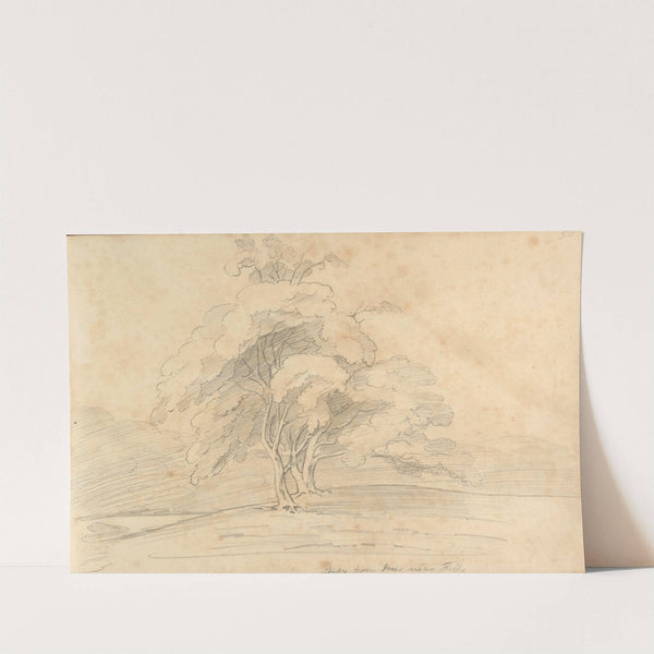 Study from trees near Folly by William Brockedon