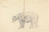 Study of a Bear.