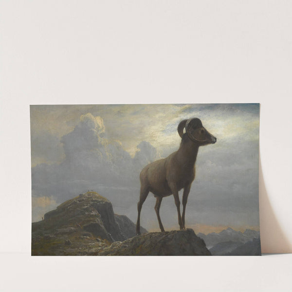 Study Of A Bighorn Ram by Albert Bierstadt