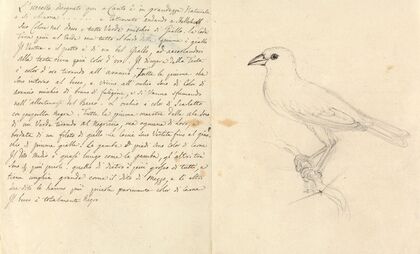 Study of a Bird