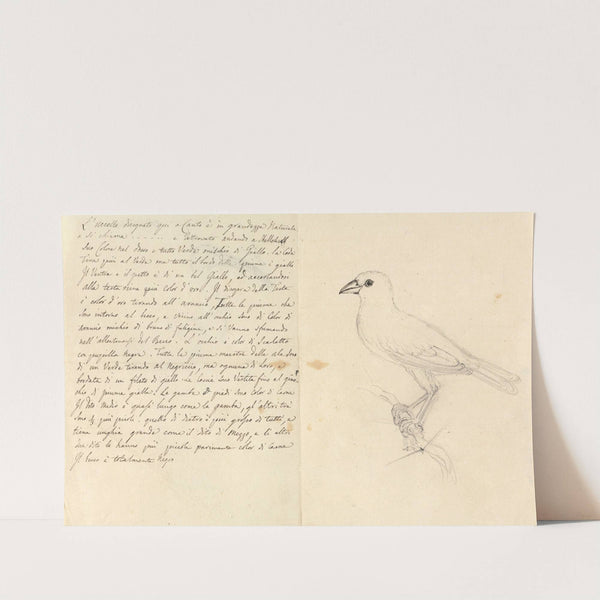 Study of a Bird by Luigi Balugani