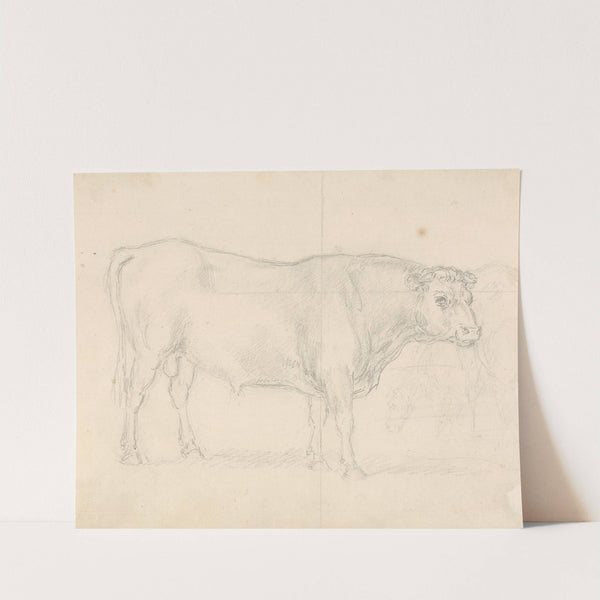 Study of a Bull by Sawrey Gilpin