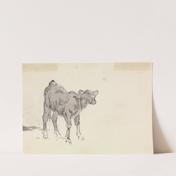 Study of a Calf. by Sawrey Gilpin